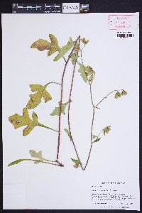 Nabalus serpentarius image