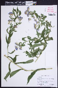 Symphyotrichum puniceum var. puniceum image
