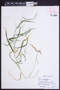 Muhlenbergia tenuiflora image