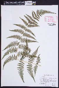 Macrothelypteris torresiana image