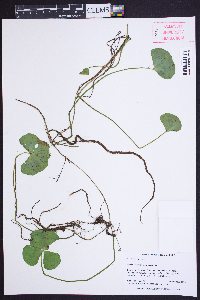 Marsilea quadrifolia image