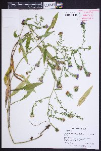 Symphyotrichum retroflexum image