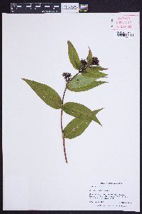 Diervilla sessilifolia image