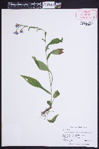 Symphyotrichum laeve var. concinnum image