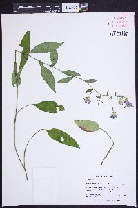 Symphyotrichum laeve var. concinnum image