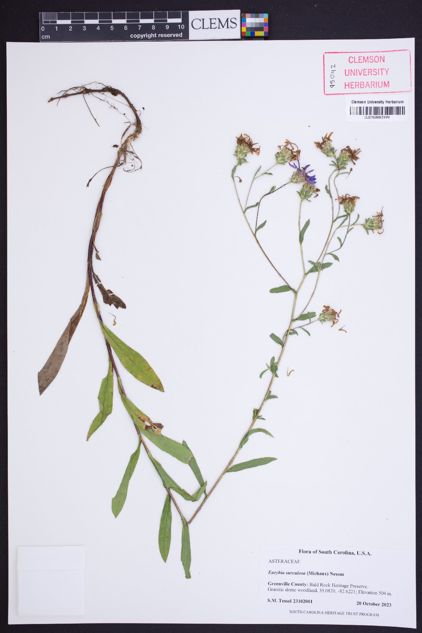 Eurybia surculosa image