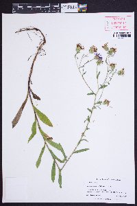 Eurybia surculosa image