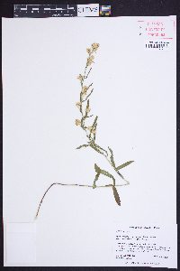 Symphyotrichum racemosum image