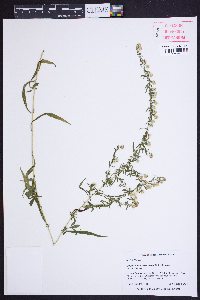Symphyotrichum racemosum var. racemosum image