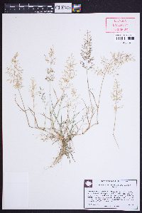 Eragrostis hypnoides image