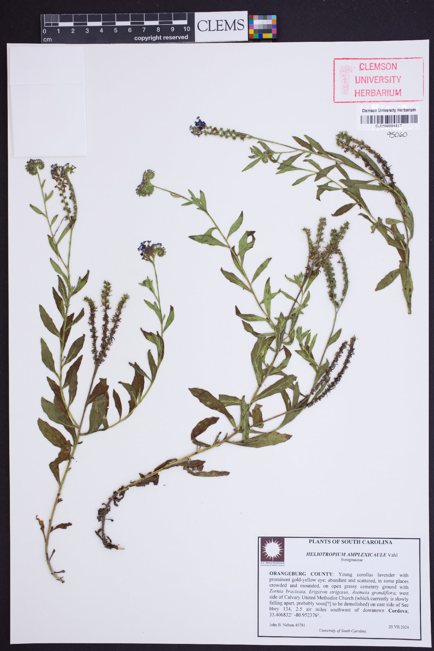 Heliotropium amplexicaule image