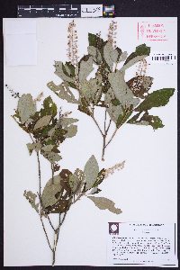 Clethra tomentosa image