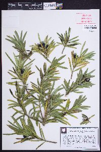 Podocarpus macrophyllus image