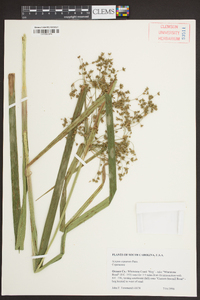 Scirpus expansus image