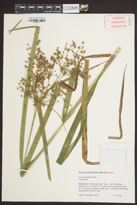 Scirpus expansus image