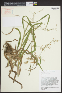 Scirpus lineatus image