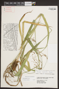 Scirpus lineatus image