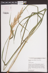 Saccharum alopecuroides image