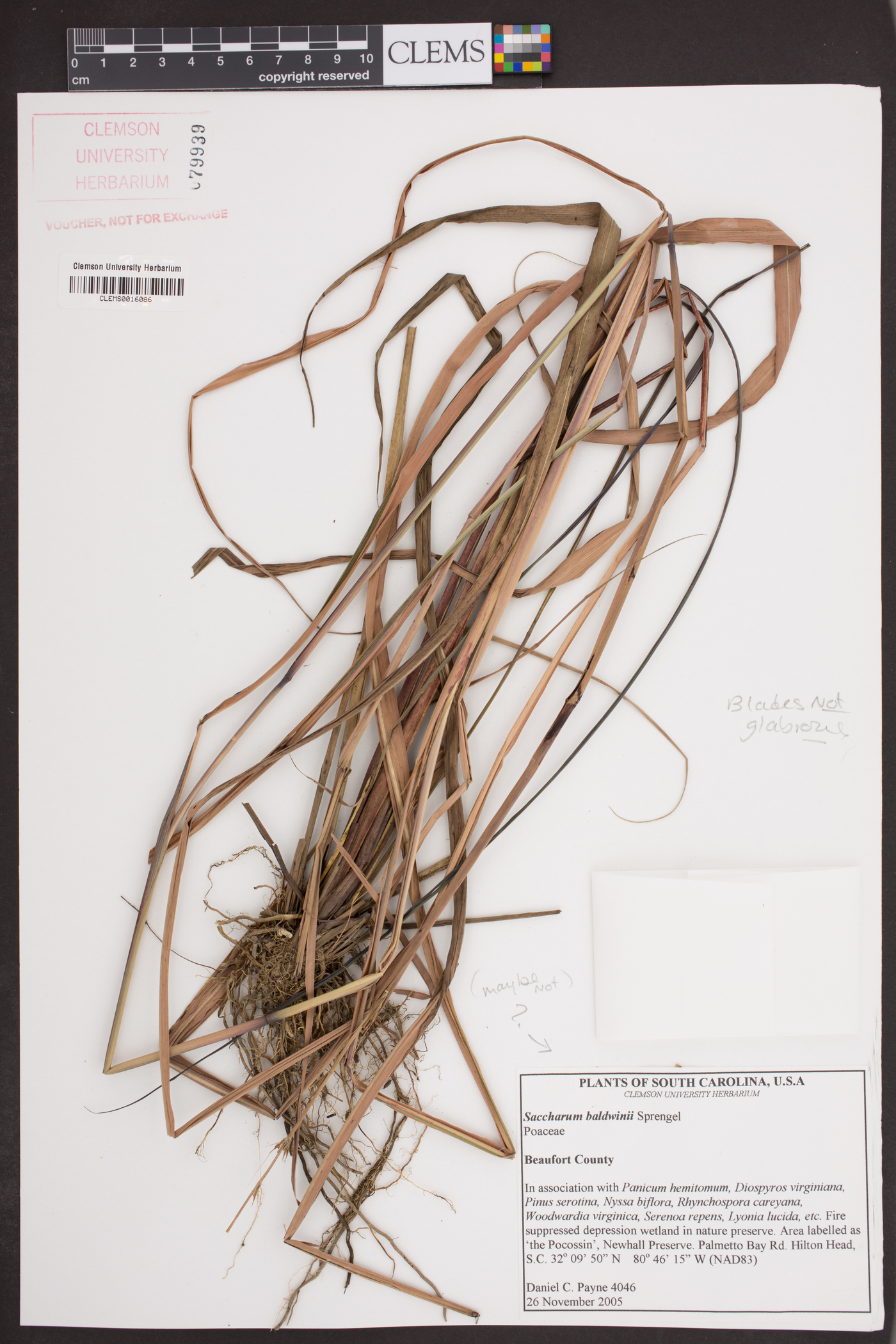Saccharum baldwinii image