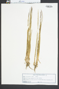 Isoëtes engelmannii image