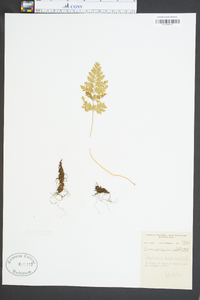 Asplenium montanum image