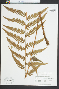 Dryopteris ludoviciana image