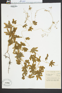 Lygodium palmatum image