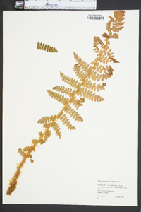 Polystichum braunii image