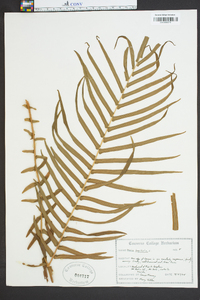 Pteris longifolia image
