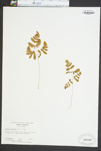 Woodsia ilvensis image