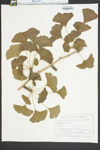 Ginkgo biloba image