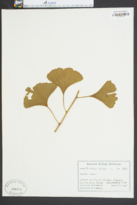 Ginkgo biloba image