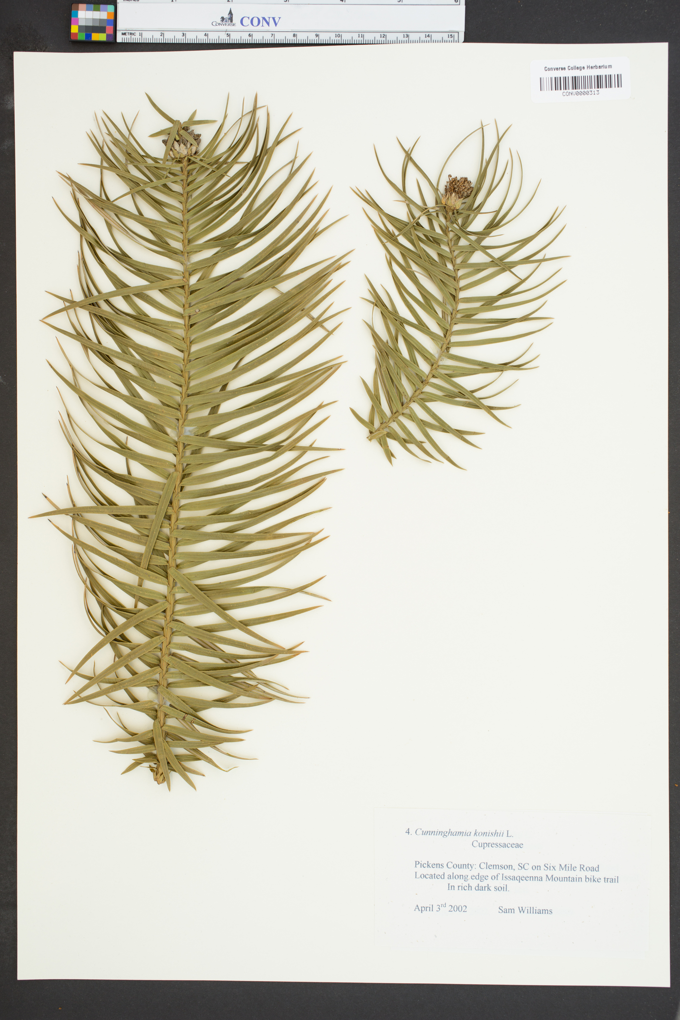 Cunninghamia konishii image