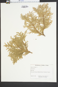 Thuja occidentalis image