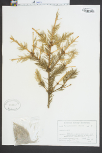 Picea pungens image