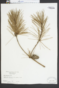 Pinus echinata image