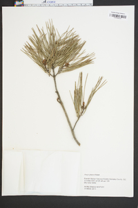 Pinus glabra image