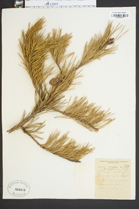 Pinus pungens image