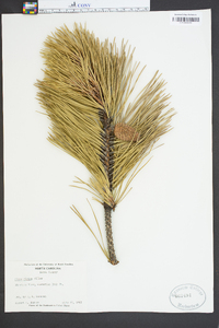 Pinus rigida image