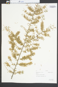 Tsuga canadensis image