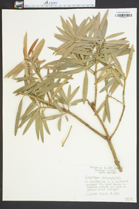 Podocarpus macrophyllus image