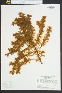 Taxus canadensis image