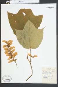 Acer pensylvanicum image