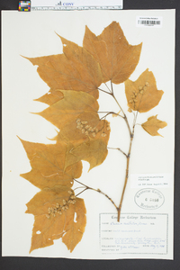 Acer pensylvanicum image