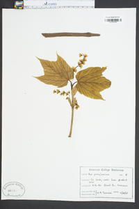 Acer pensylvanicum image