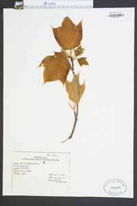 Acer pensylvanicum image