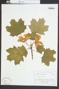 Acer platanoides image