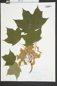 Acer platanoides image