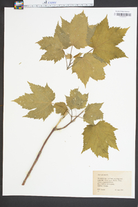 Acer spicatum image