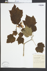 Acer spicatum image